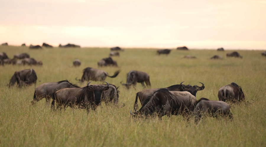 Experience the 7-Day Great Migration Safari in Africa